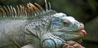 ¿Cómo debes manipular a una iguana mascota? Las iguanas cómo deben manipularse