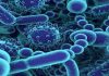 Microbioma
