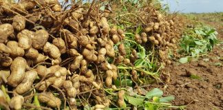 Planta del estado Anzoátegui