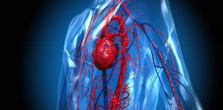 La circulación sanguínea