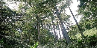 Bosques tropicales cubren cerca del 50 % del territorio venezolano
