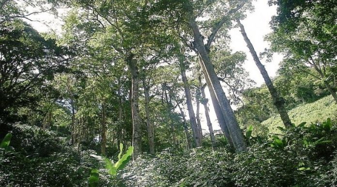 Bosques tropicales cubren cerca del 50 % del territorio venezolano