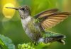 Trucos para atraer a los colibríes en el huerto