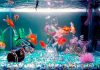 Los Peces en casa: 9 Consejos para cuidarlos de forma correcta Los Peces