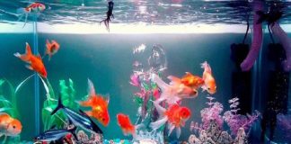 Los Peces