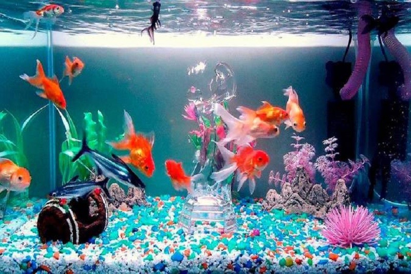 peces Los Peces
