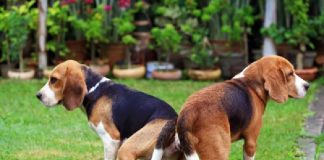Por qué los perros se quedan pegados cuando se aparean
