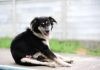 El priapismo en perros El Priapismo en perros
