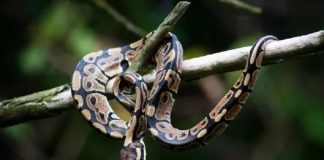La serpiente como mascota