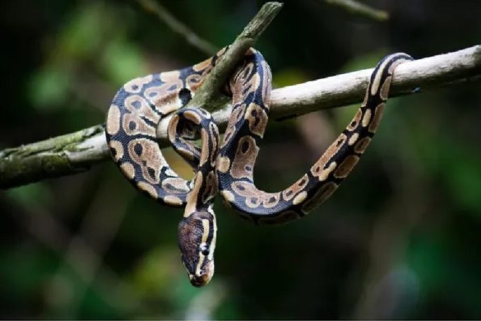 serpiente2 La serpiente como mascota