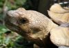 ¿Las tortugas escuchan?