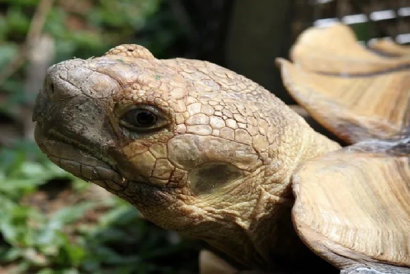 tortugas ¿Las tortugas escuchan?