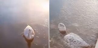 Frío en Argentina