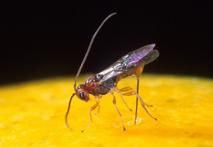 Avispas virus