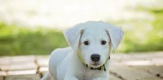 sacar a tu cachorro a la calle