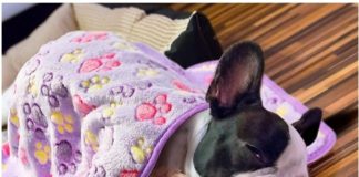 ¿Se puede tapar al perro con una cobija? tapar al perro con una cobija