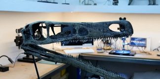 nueva especie de dinosaurio carnívoro