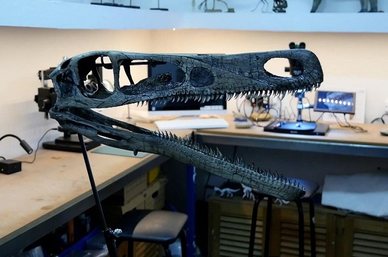 animal nueva especie de dinosaurio carnívoro