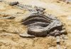 Brasil: Descubren fósiles de dinosaurios de 233 millones de años en Rio Grande do Sul Fósil de dinosaurio