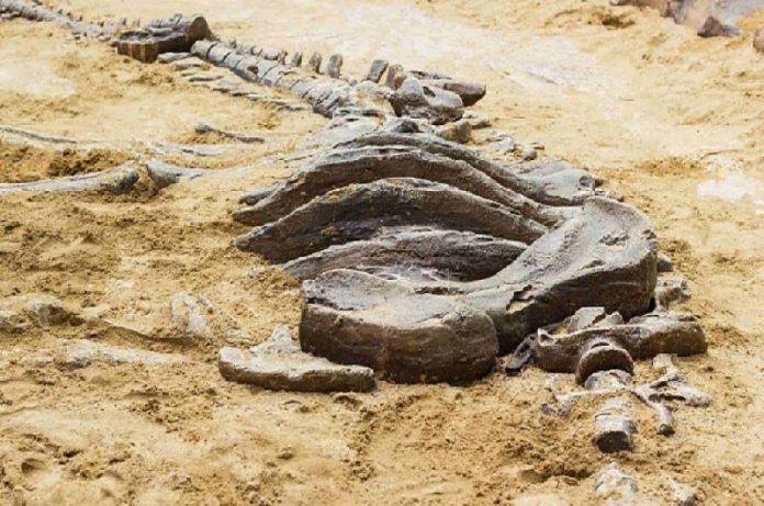 fosil Fósil de dinosaurio