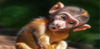 los monos como mascota