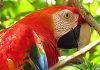 «Venezuela posee una fauna excepcional» por Armando José Sequera fauna