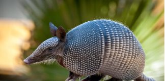 Los armadillos