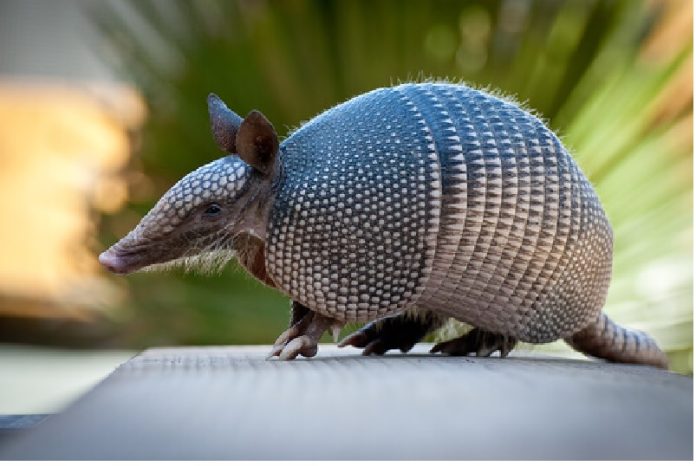 ARMANDILLO Los armadillos