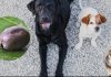 Conoce cómo erradicar el ciclo de vida de una garrapata Las garrapatas