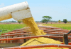 Producción nacional de arroz