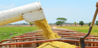 Producción nacional de arroz