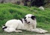¿Sabías cómo afecta el estrés humano a los perros? Aquí te decimos El estrés humano
