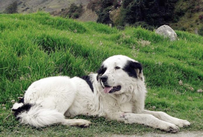 perro El estrés humano