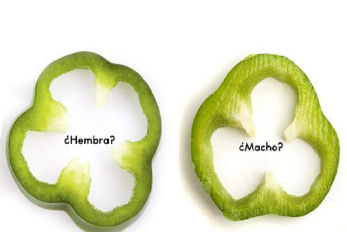 pimiento El pimiento