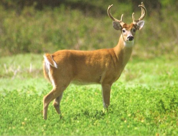 Venado