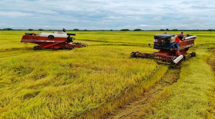 Producción de Arroz