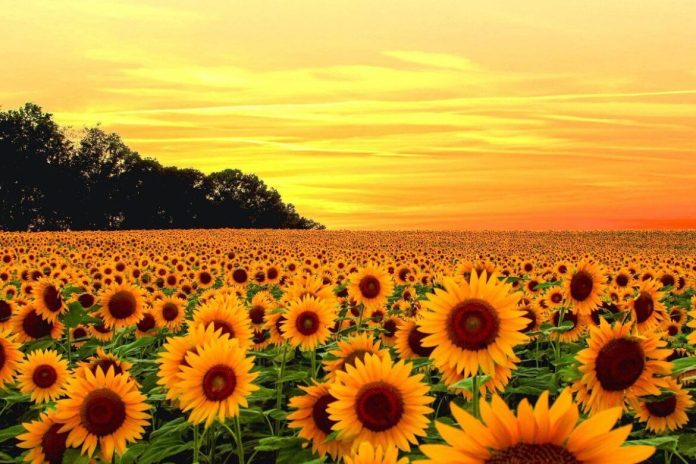 Girasol Girasol