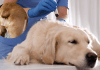 Saculitis en perros Saculitis en perros
