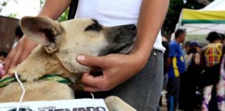 Misión Nevado - semana animalista