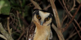 Aegolius-harrisii-búho acanelado