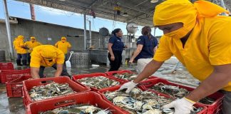 Procesamiento del cangrejo azul