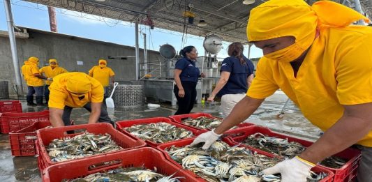 Procesamiento del cangrejo azul