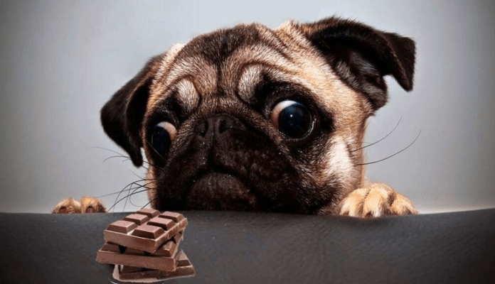 chocolate a los perros