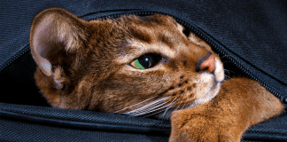 El bolsillo de Henry