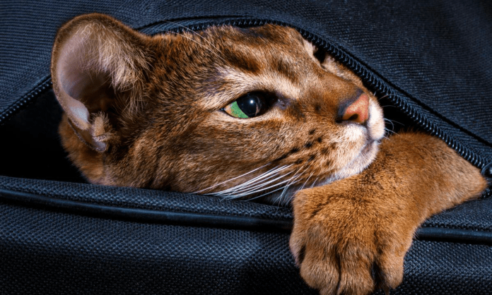 El bolsillo de Henry