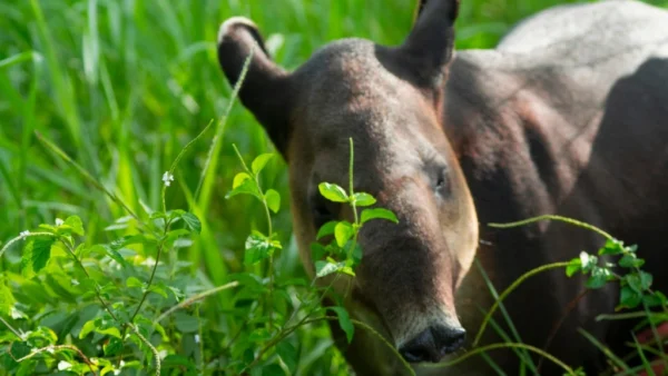 Día Mundial de los Animales