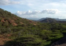 “El ser humano y el paisaje” por Beatriz Rondón semiárido larense-elpaisaje-Beatriz Rondón