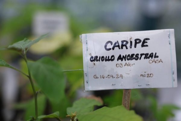 cacao de fino aroma
