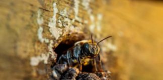 abejas