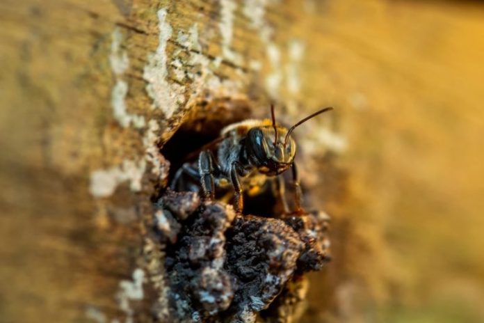 abejas abejas